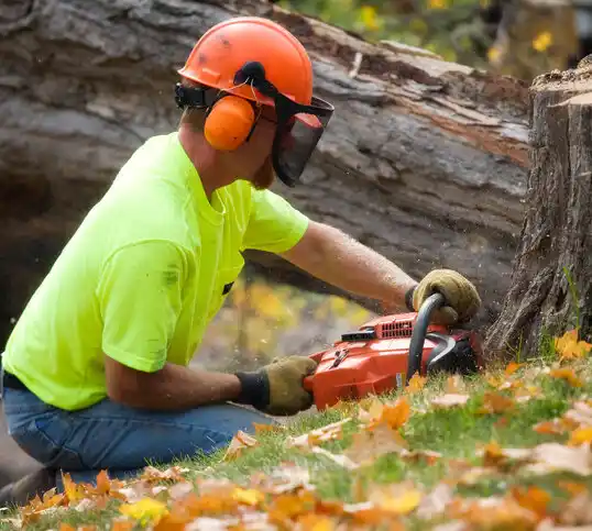 tree services Sabin